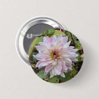 Light Pink Tipped Dahlia Button