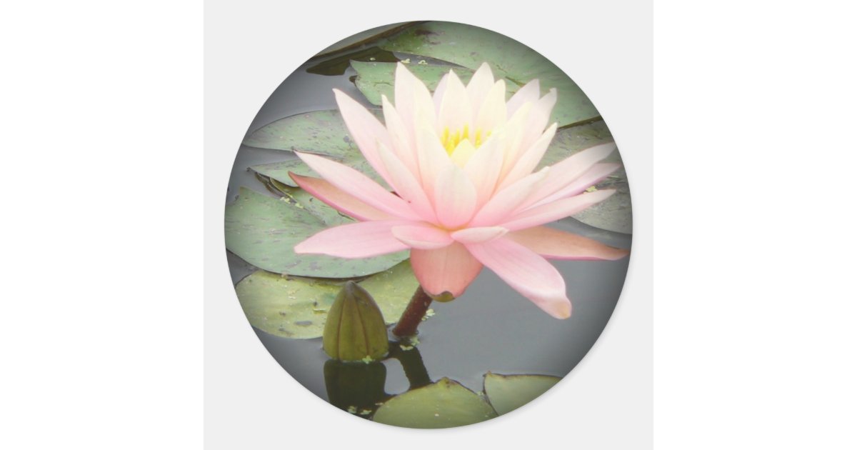 Light Pink Water Lily Fade to Black Round Stickers | Zazzle