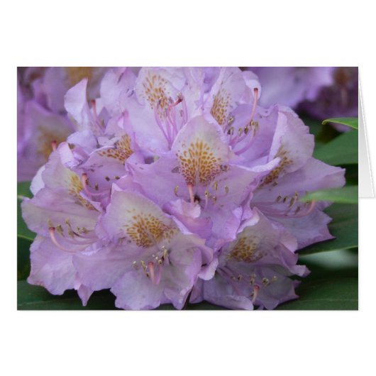 Light Plum Rhododendron in Spring Cards (Front Horizontal)