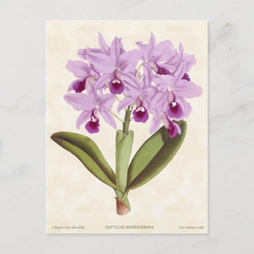 Light Purple Cattleya Orchid Vintage Botanical Postcard