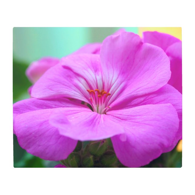 Light Purple Geranium Metal Print (Front)