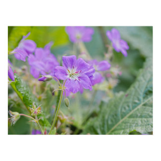 Light Purple Geranium Wildflower Botanical Photo Poster