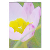 light purple tulip flower (Front)