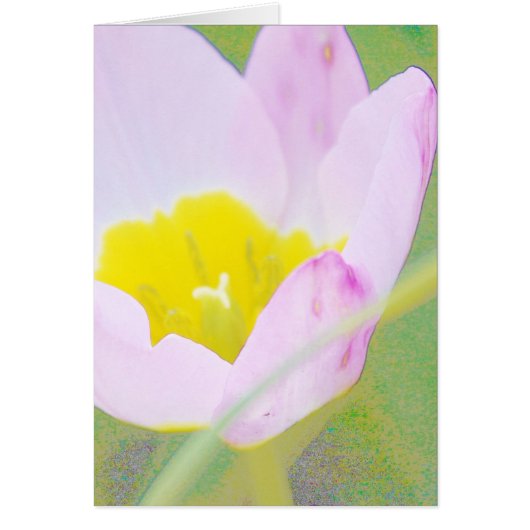 light purple tulip flower cards (Front)