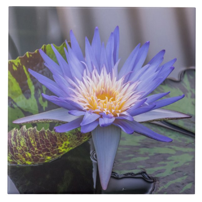 Light purple waterlily view ceramic tile (Front)