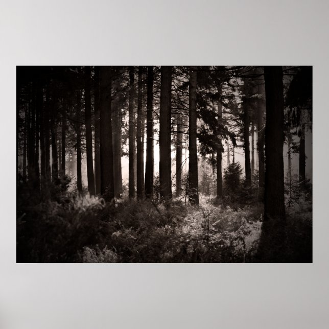 Light Shining Through a Dark Forest Poster (Front)