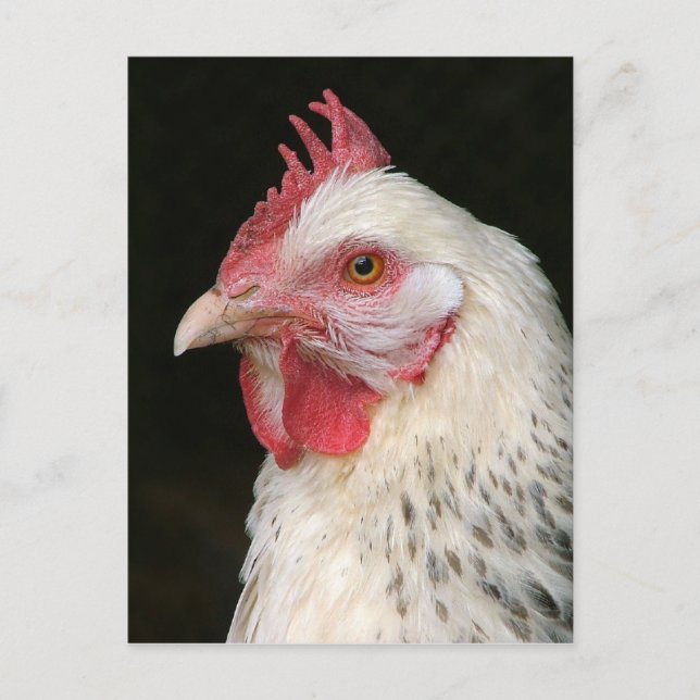 Light sussex chicken postcard (Front)