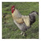 light sussex cross cockerel