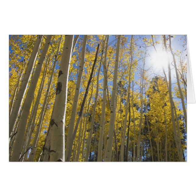 light through the Aspen's Cards (Front Horizontal)