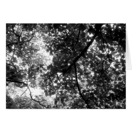 Light Through the Trees Cards (Front Horizontal)