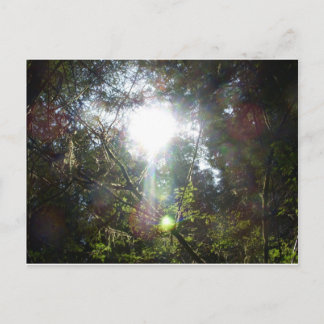 Light through the trees postcard