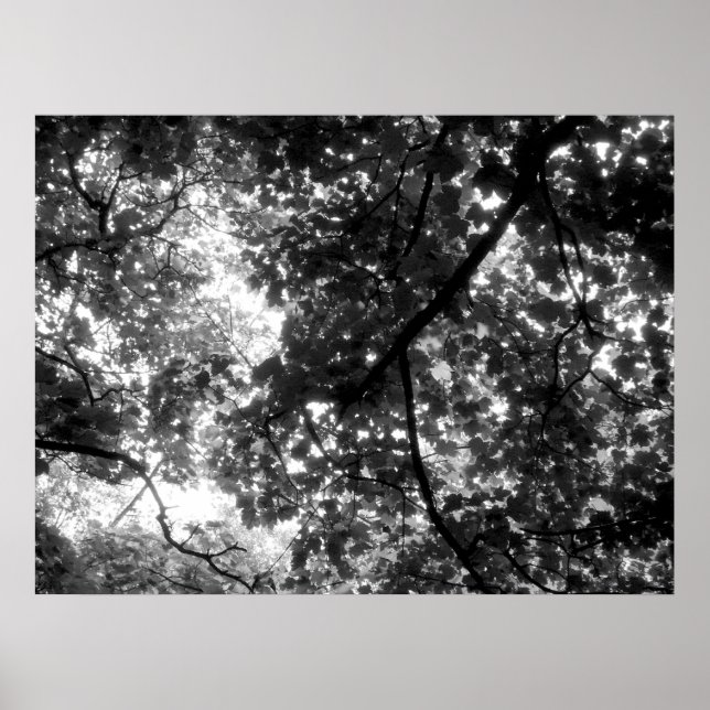 Light Through the Trees Poster
