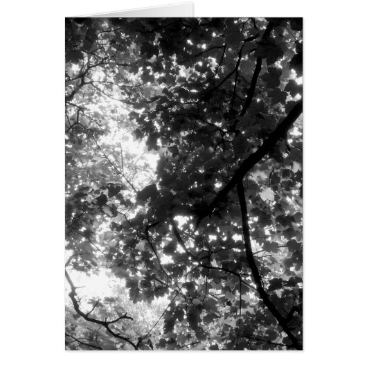 Light Through the Trees - Vertical (Front)