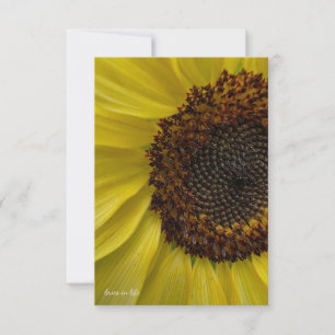 Light Yellow Sunflower Up-close Note Card