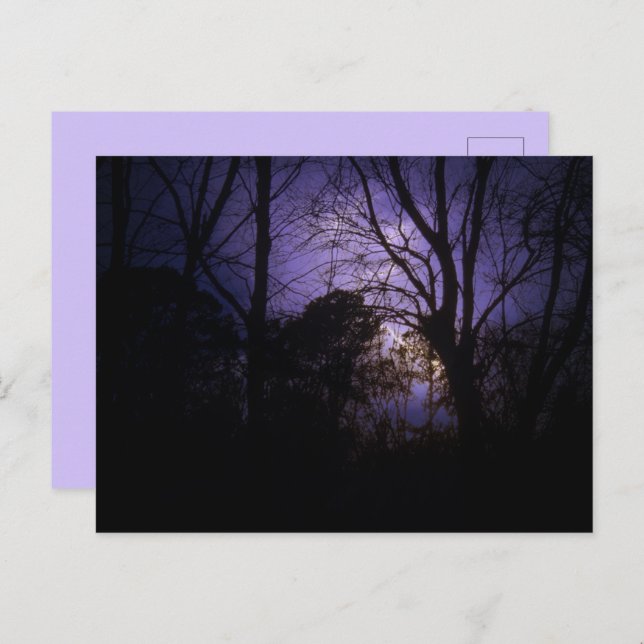 Lighting in the trees Postcard (Front/Back)