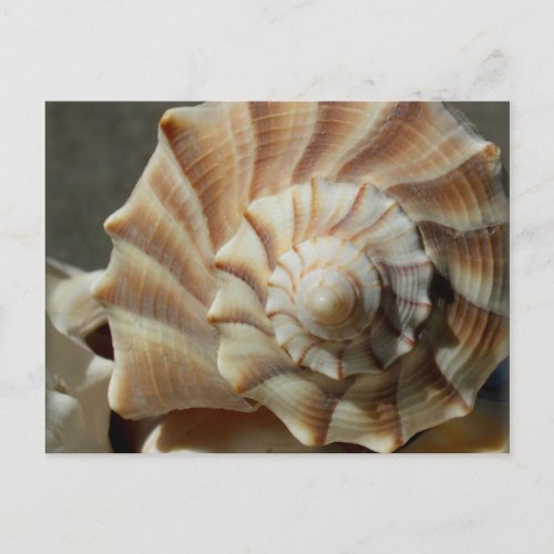 Lighting Whelk Shell Photography Postcard