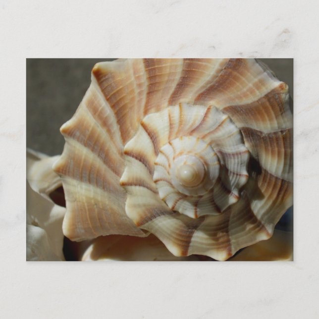 Lighting Whelk Shell Photography Postcard (Front)