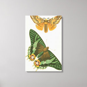 Lightly Bordered Butterfly Painting Canvas Print