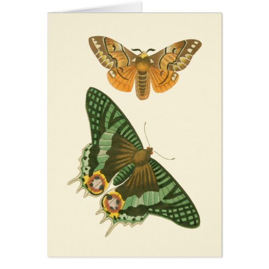 Lightly Bordered Butterfly Painting Cards (Front)