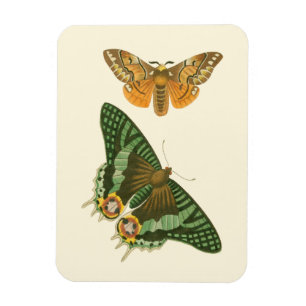 Lightly Bordered Butterfly Painting Magnet