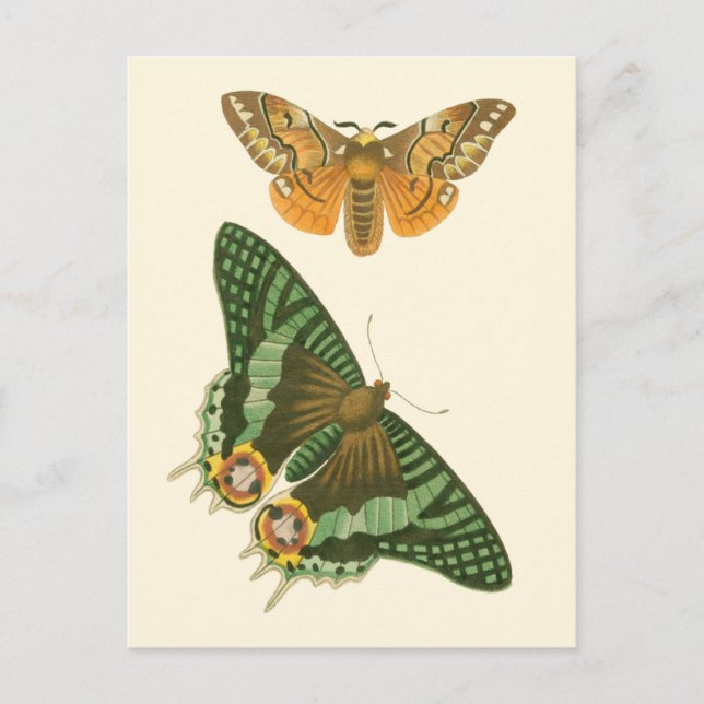 Lightly Bordered Butterfly Painting Postcard (Front)