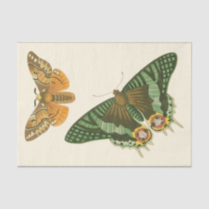 Lightly Bordered Butterfly Painting Tissue Paper