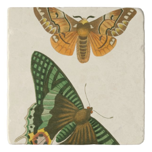 Lightly Bordered Butterfly Painting Trivet (Front)