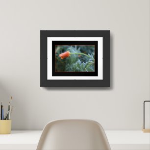 Lightly Frosted California Poppy Framed Art