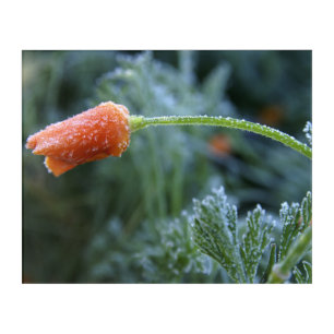 Lightly Frosted California Poppy Photograph Acrylic Print