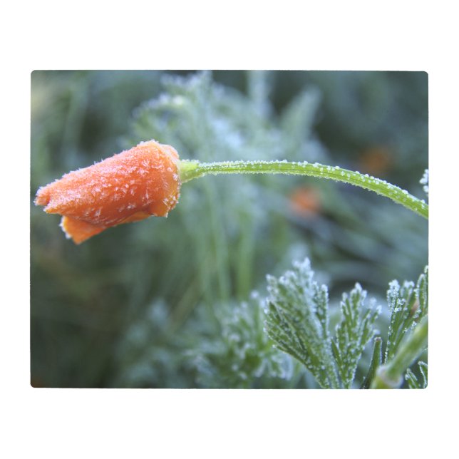 Lightly Frosted California Poppy Photograph Metal Print (Front)