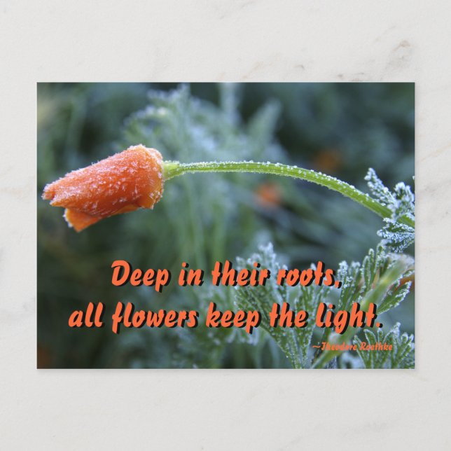 Lightly Frosted California Poppy Postcard (Front)