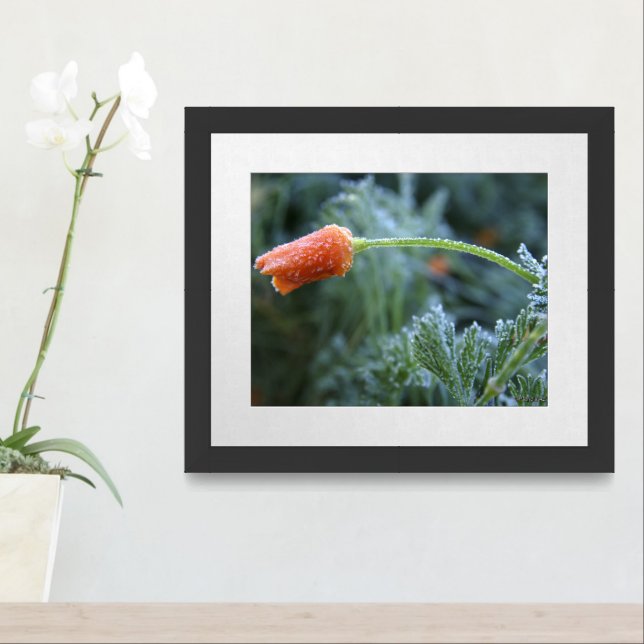 Lightly Frosted Unopened California Poppy Photo Framed Art (Entryway)