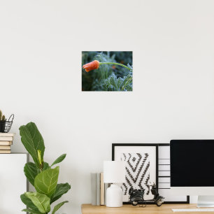 Lightly Frosted Unopened California Poppy Photo Poster