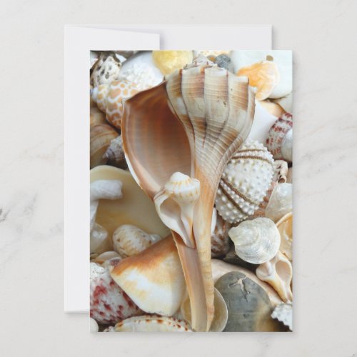 Lightning Whelk Seashells Note Cards