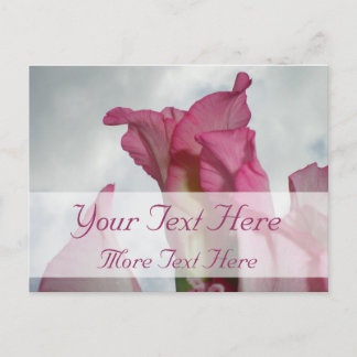 Like Crystal Pink Gladiolus Postcard