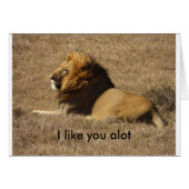 Like You A Lot (Front Horizontal)