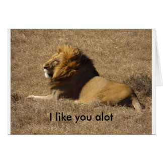 Like You A Lot Cards