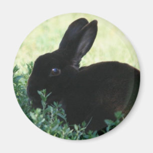 Lil Black Bunny Magnet