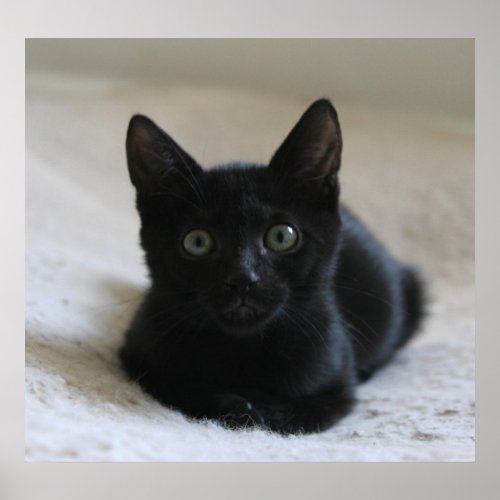 Lil Black Kitten Poster