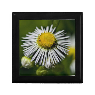 Li'l Daisy Gift Box