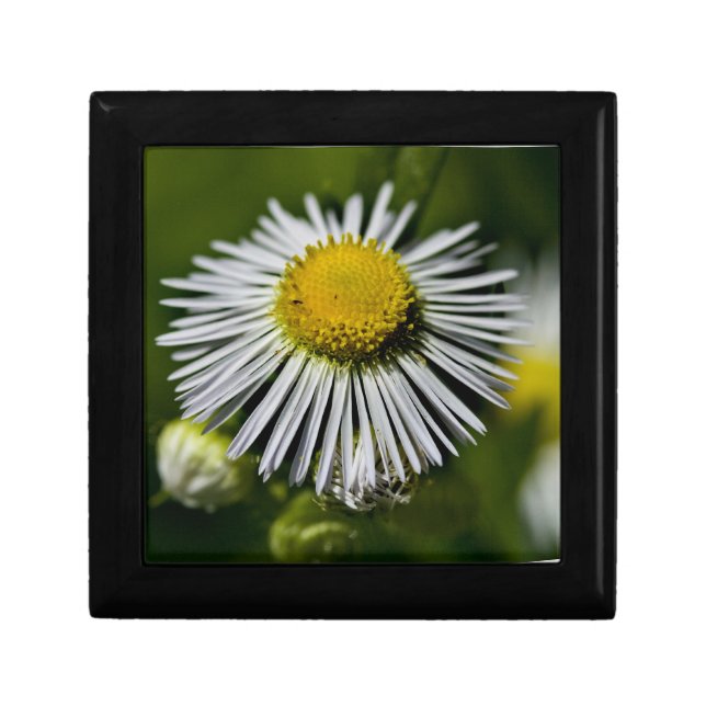 Li'l Daisy Gift Box (Front)