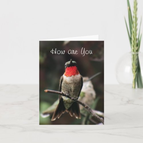 Lil Hummingbird Male greeting or notecard_customiz Card