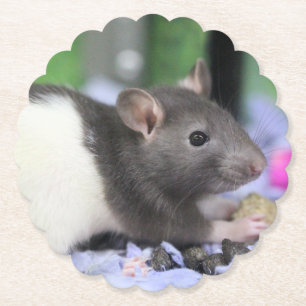 Lil rat paper coaster