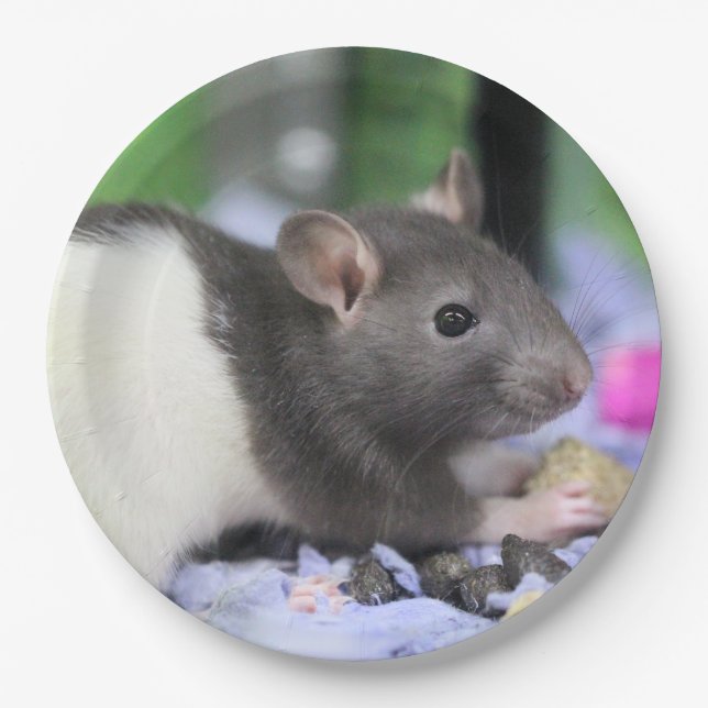 Lil rat paper plates (Front)