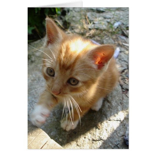 Lil' Red Kitten Cards (Front)