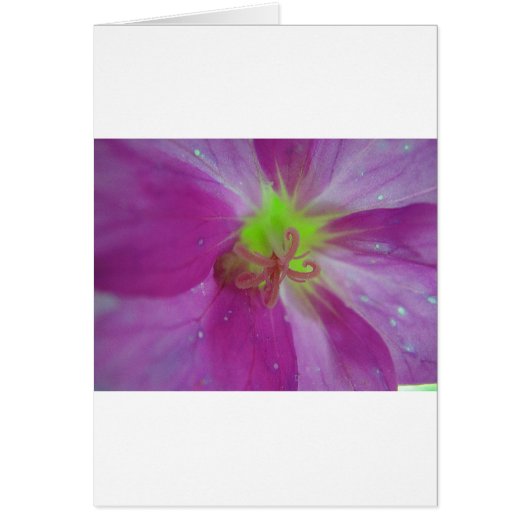 Lila striped flower pattern cards (Front)