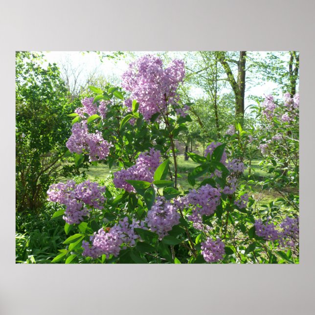 Lilac Beauty Poster (Front)