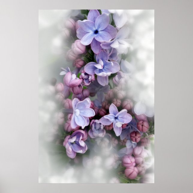 Lilac blooming poster (Front)