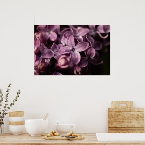 Lilac Blossom after the rain Poster