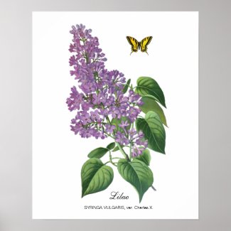Lilac Botanical Poster